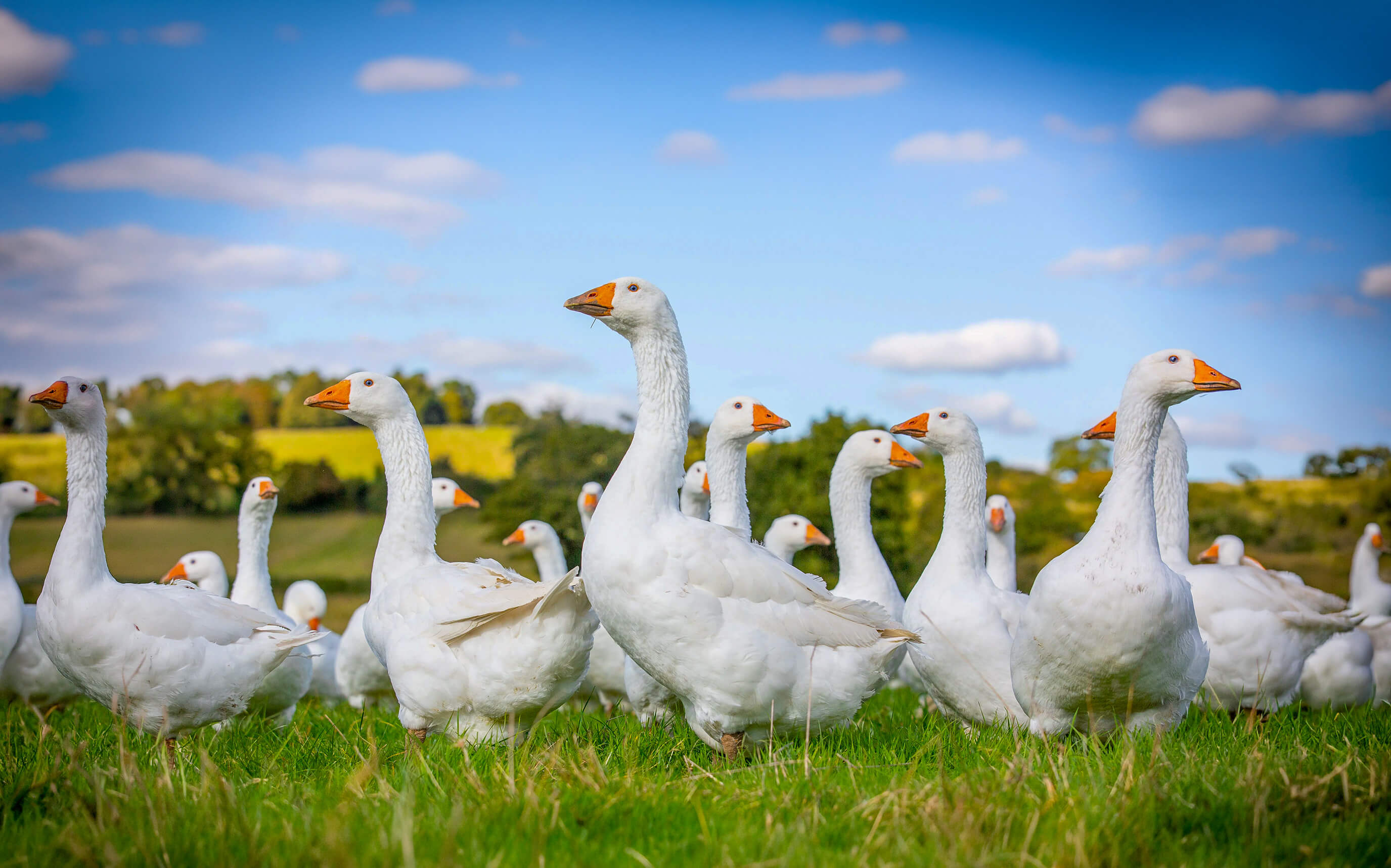 White geese grazing on a misty Polish meadow at dawn
