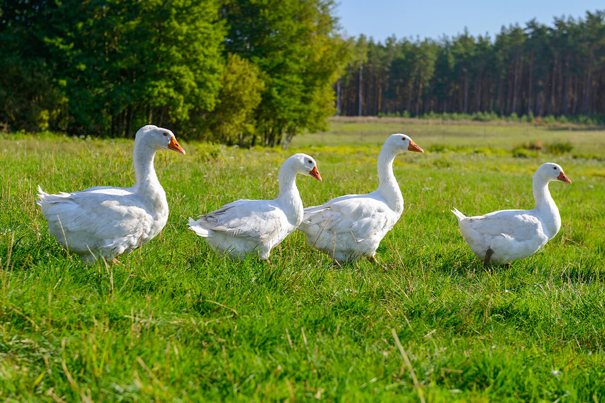 Farmer's hands gently caring for goose down, showcasing the human touch